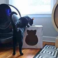 DoyenWorld - Cat Hide