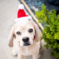 - Pet Santa Hat