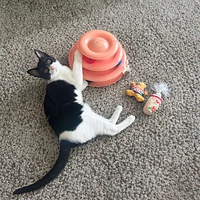 Huxley & Kent - Kittybelles Cat Toy - Meh' Nog