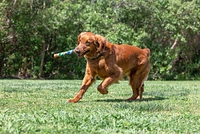Chuckit! - Dog Toy - Ultra Eco Fetch Stick