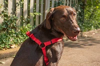 Nylon Dog Harness