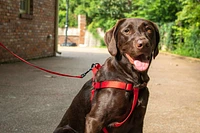 Nylon Dog Harness
