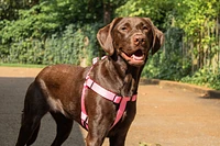 Nylon Dog Harness