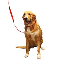 Nylon Dog Leash - Red