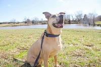 Dog Leash - Kaleidoscope Blue
