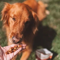 Otis - Natural Dog Training Treats - Trainers for Focus & Learning - Salmon Recipe