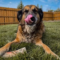 Tucker's - Frozen Beef Bones - 6 inch 2 pack