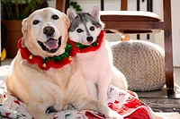 Plush Pet Collar
