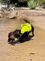 Kurgo - Surf N Turf Dog Life Jacket - High Buoyancy,  Adjustable & Reflective with Dual Handles - Yellow & Blue