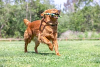 Chuckit! - Dog Toy - Ultra Eco Fetch Stick