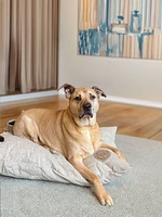 Dog Bed - Pillow Bed - Large