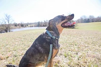 Dog Collar - Arrow Blue