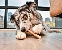 - Dog Chew - Bully Sticks