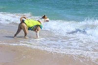 Kurgo - Surf N Turf Dog Life Jacket - High Buoyancy,  Adjustable & Reflective with Dual Handles - Yellow & Blue