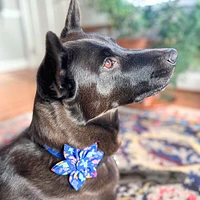 Huxley & Kent - Dog & Cat Pinwheel - Stylish,  Adjustable & Secure Collar Accessory for Pets - Something Fishy