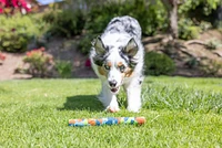 Chuckit! - Dog Toy - Ultra Eco Fetch Stick