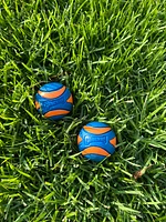 Dog Toy