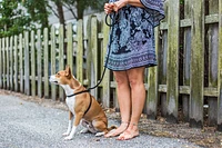 - Dog Leash & Harness - Black