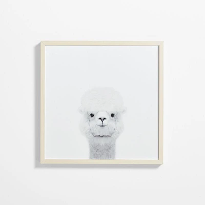 Baby Alpaca Maple Wood Framed Wall Art Print