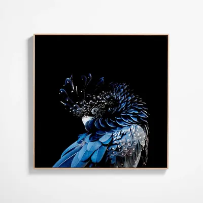 "Blue Cockatoo" Framed Metal Wall Art Print 40"x40" by Debi Dalio