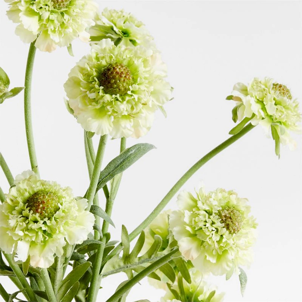 Faux Green Scabiosa Stem 24" by Abigail Ahern