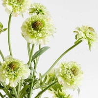 Faux Green Scabiosa Stem 24" by Abigail Ahern