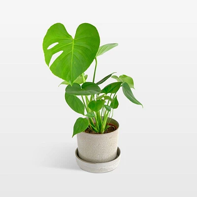 Live Monstera Deliciosa Plant 6" in Tan Ceramic Pot