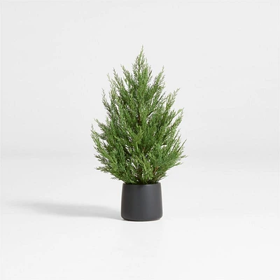 Potted Holiday Cypress Tree 24"