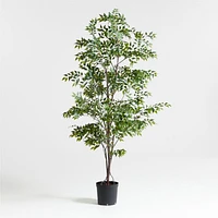 Faux Ficus Tree 8'