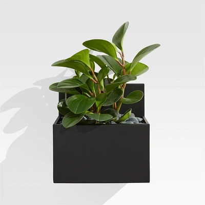 Pocket Black Wall Planter