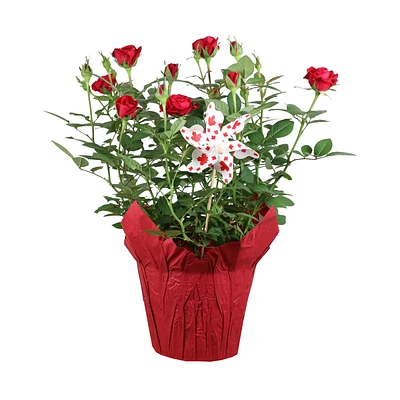 POTTED ROSE in Red Size 6in