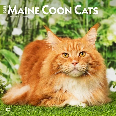 Maine Coon Cats 2025 Wall Calendar