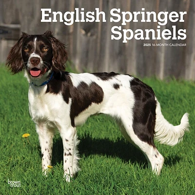 English Springer Spaniels 2025 Wall Calendar