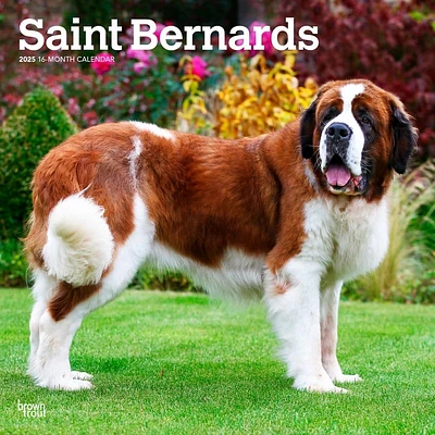 Saint Bernards 2025 Wall Calendar