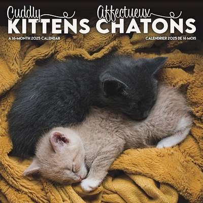 Kittens Bilingual French and English 2025 Wall Calendar