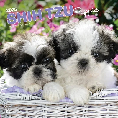 Shih Tzu Puppies 2025 Wall Calendar