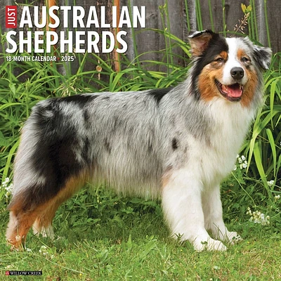 Just Australian Shepherds 2025 Wall Calendar