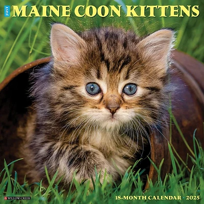 Maine Coon Kittens 2025 Wall Calendar