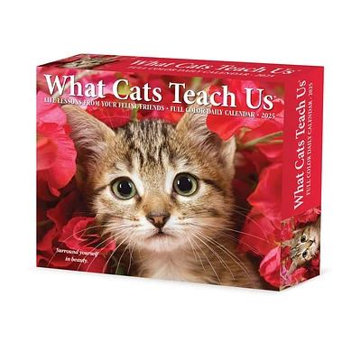 What Cats Teach Us 2025 Desk Calendar