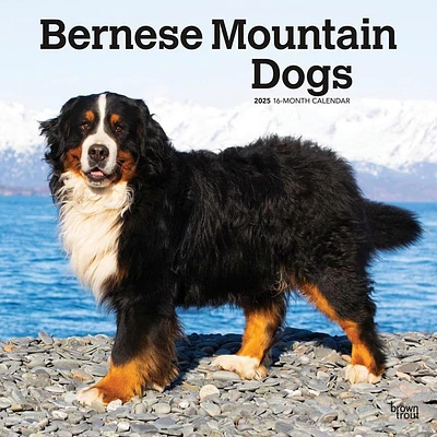 Bernese Mountain Dogs 2025 Wall Calendar