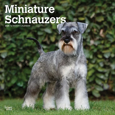 Miniature Schnauzers 2025 Wall Calendar