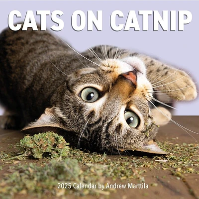 Cats on Catnip 2025 Wall Calendar