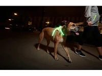 Noxgear Lighthound Harness