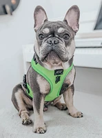 Sassy Woof Neon Green Adjustable Dog Harness