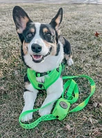 Sassy Woof Neon Green Dog Leash