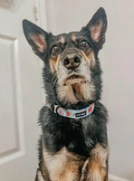 Sassy Woof Heartbreaker Dog Collar