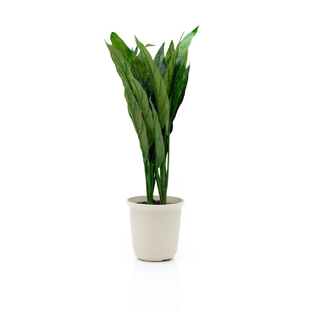 Chinese Evergreen - 22"