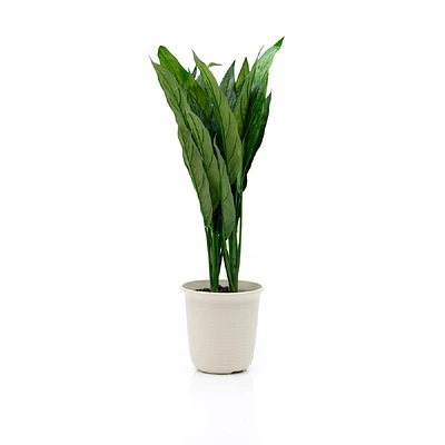 Chinese Evergreen - 22"