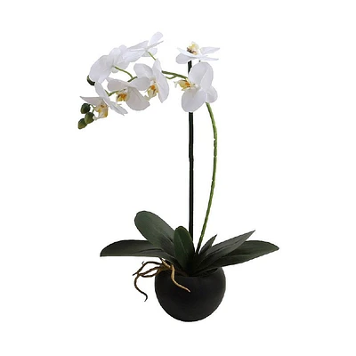 Orchid with Pot