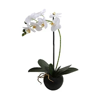 Orchid with Pot